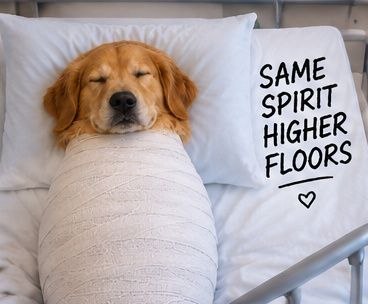 DOGNOLEGS resting — Same spirit, higher floors